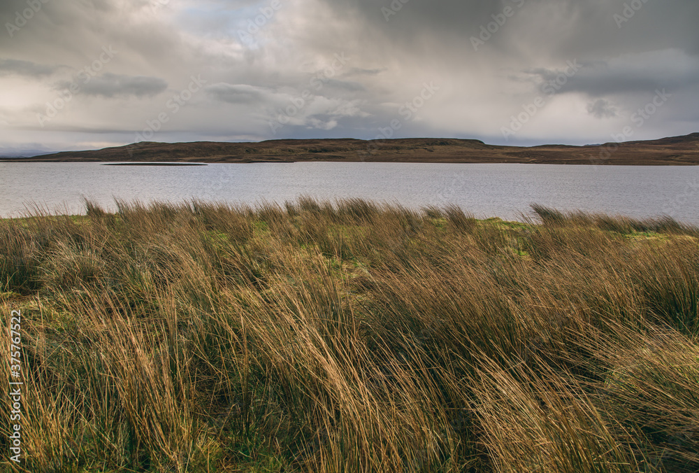 Tussock grass in Scotland Tussock grass in Scotland