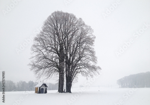 lonesome tree in winterlandscape photo