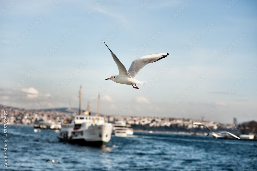 Seagull flies on Bosphorus sea in Istanbul