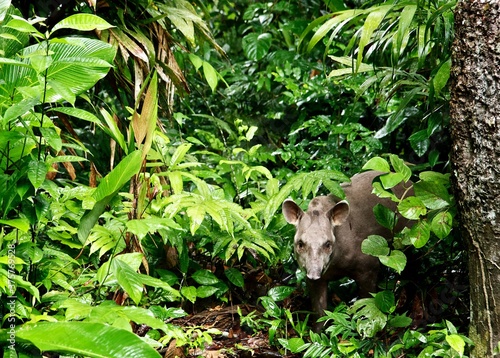 Tapir in the Amazon