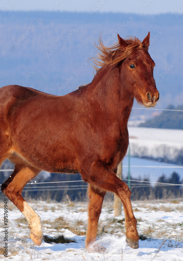 American Quarter Horse Jungpferd im Schnee American Quarter Horse Jungpferd im Schnee