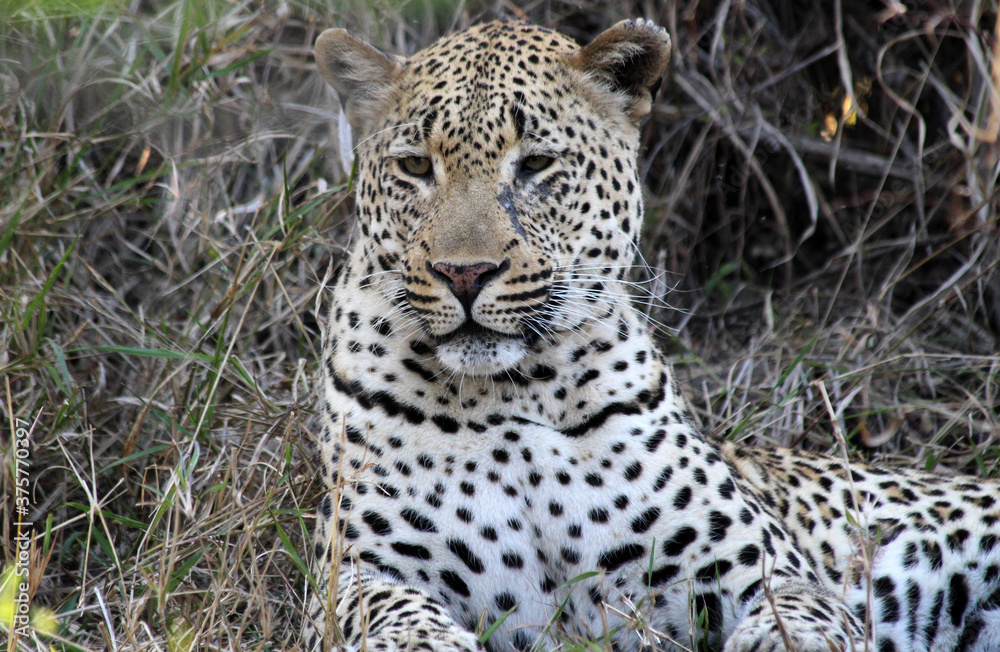 A leopard (Panthera pardus) in the late afternoon - South Africa. A leopard (Panthera pardus) in the late afternoon - South Africa.