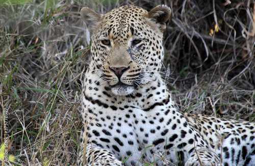 A leopard  Panthera pardus  in the late afternoon - South Africa. 