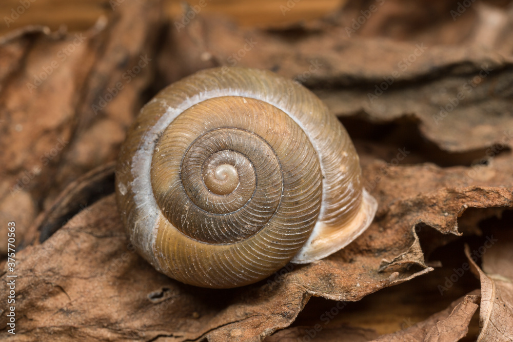 Tiny snail shell on the forest floor Tiny snail shell on the forest floor