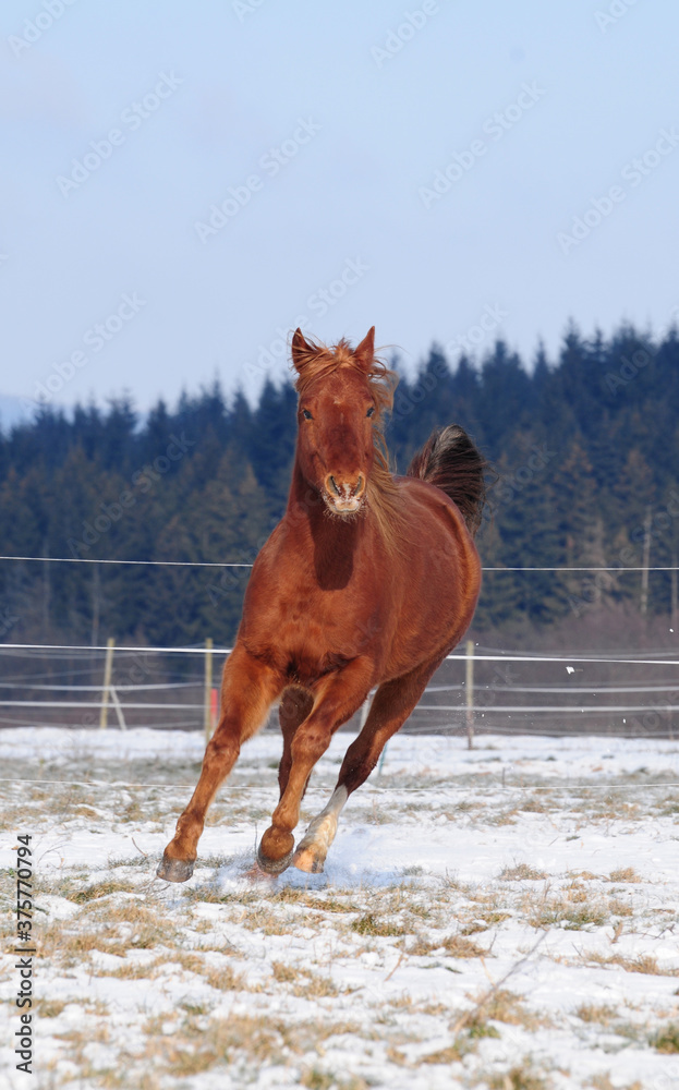 American Quarter Horse Jungpferd im Schnee American Quarter Horse Jungpferd im Schnee