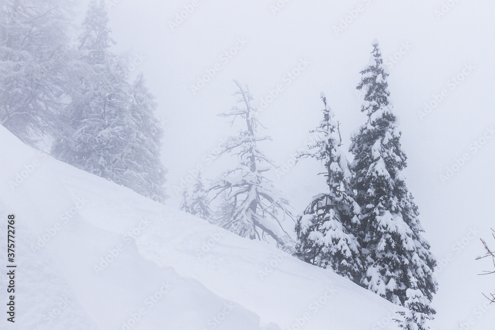 snowcovered trees in winterlandscape snowcovered trees in winterlandscape