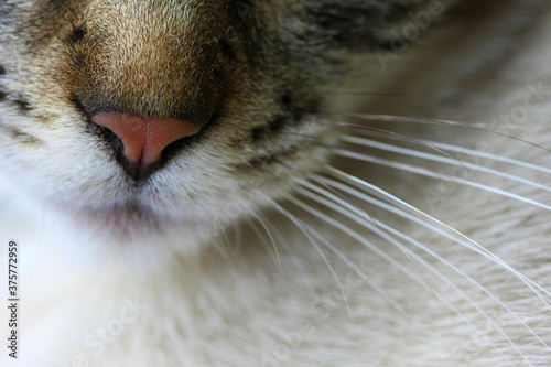 Close up of a cat's nose and whiskers photo