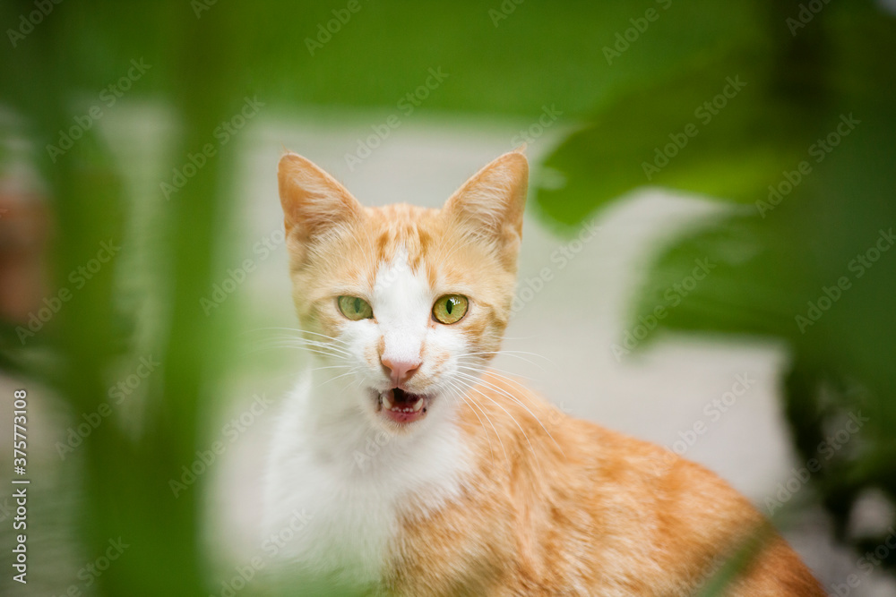 Roaring cat Roaring cat