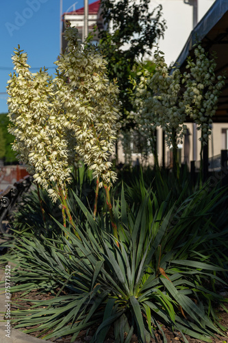 A closeup of the white flowers of a Yucca Gloriosa. Flowering bushes of Yucca Gloriosa in the city. Decorating and landscaping the city with flowering yucca plants. 