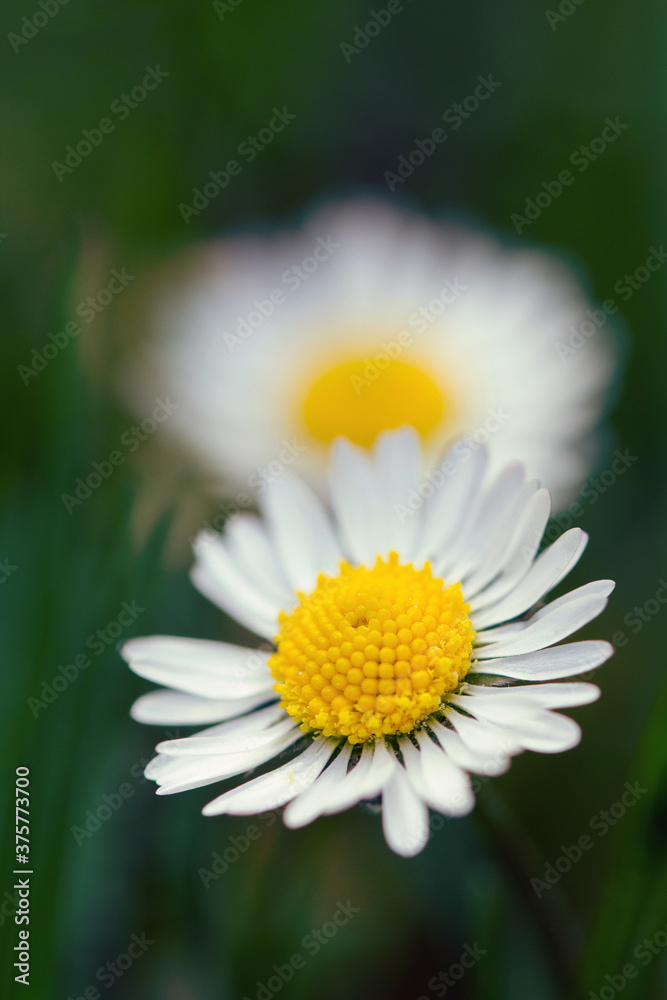 Loves me, loves me not: two daisies Loves me, loves me not: two daisies