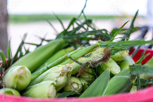 Pile O Corn