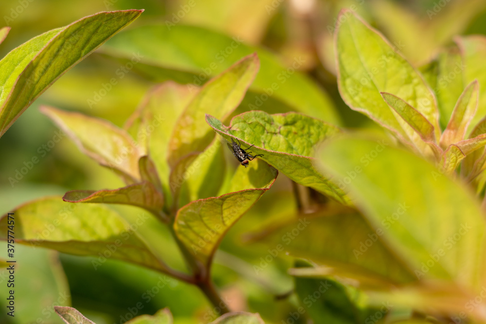 Mosca Mosca