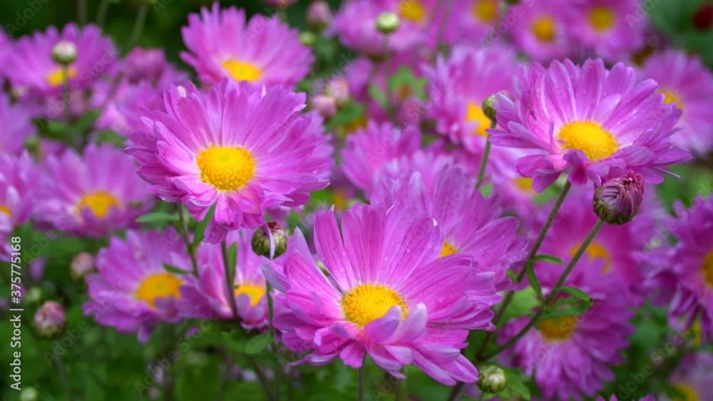 Field of bright pink daisies after rain: place for text, floral pattern Field of bright pink daisies after rain: place for text, floral pattern