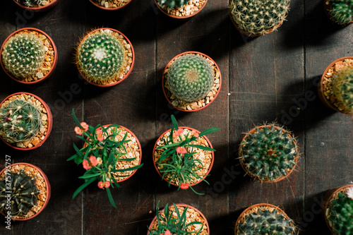 Cactus and Succulent Plants for Sale