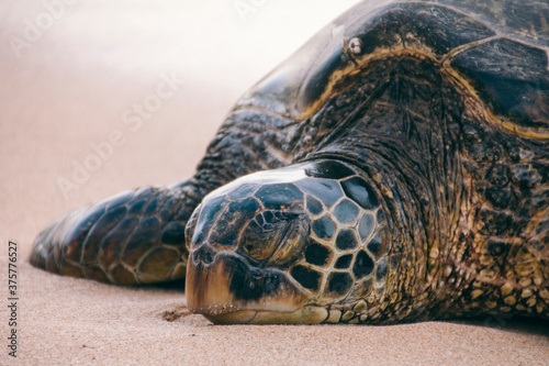 Fotografie Sea turtle sleeping on beach
