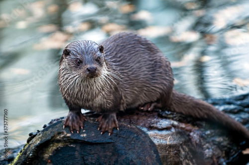 river otter photo