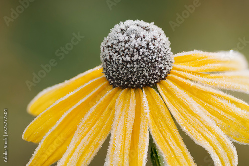 Frosty Flower