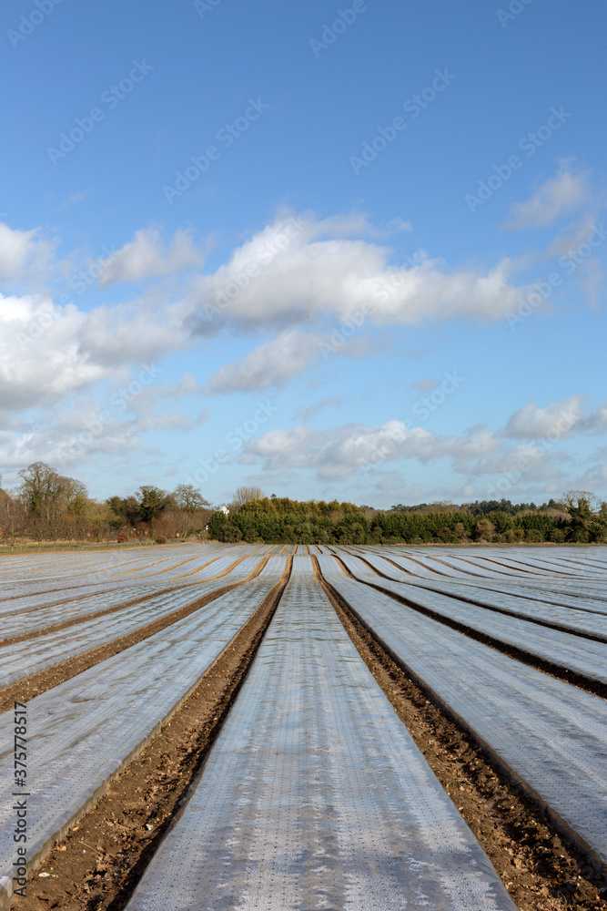Lines of plastic mulch used to modify crop microclimates and help young plants Lines of plastic mulch used to modify crop microclimates and help young plants
