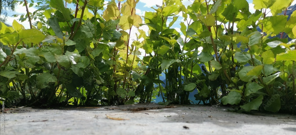 Fototapeta premium green grass in the garden