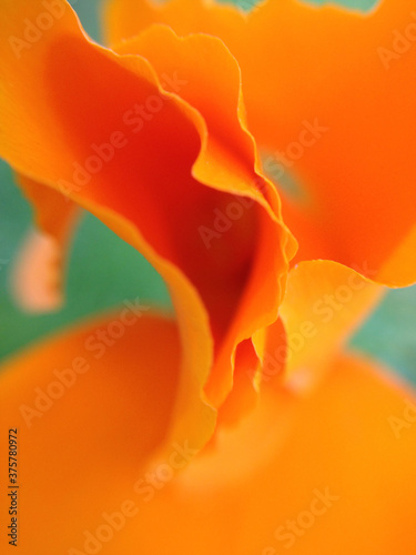 abstract of orange petals photo