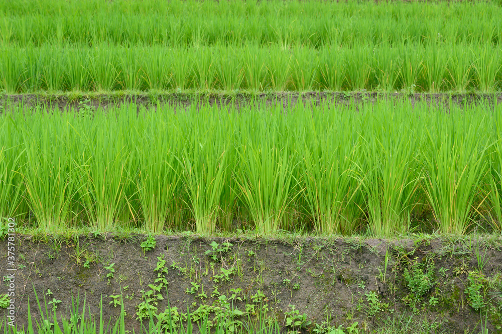 Green rice in the field Green rice in the field