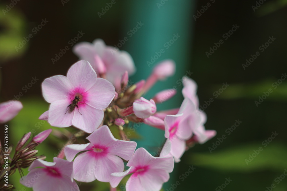 Fototapeta premium A close up of a flower