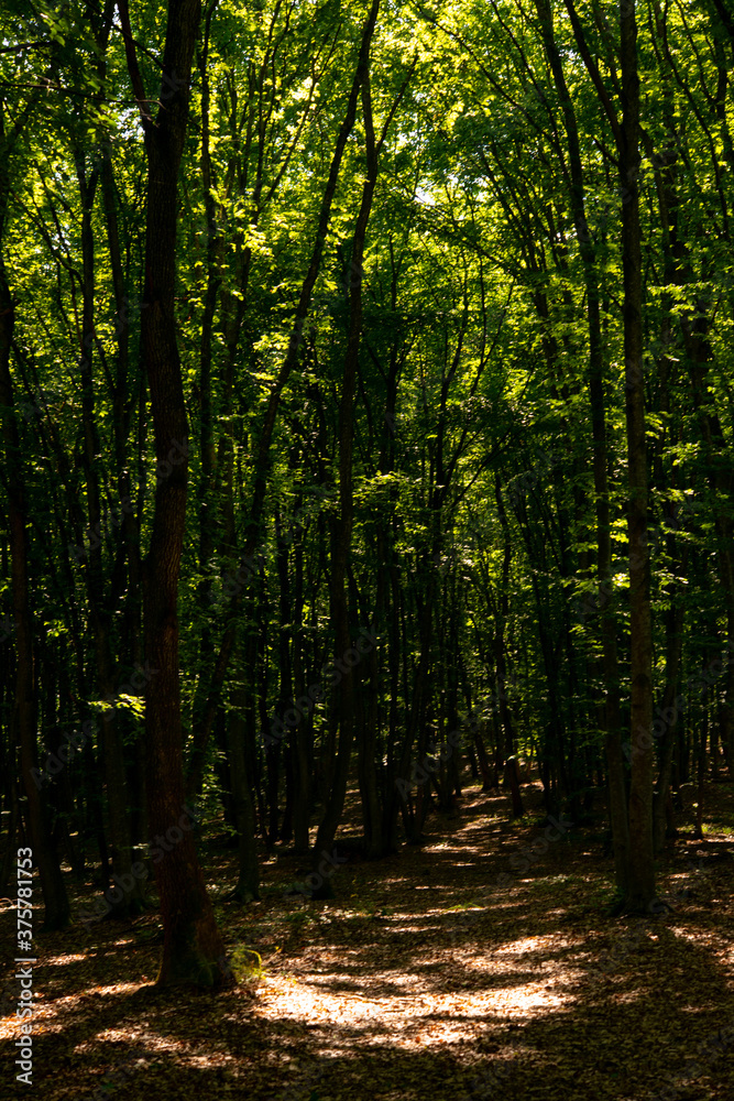 traveling through green forests on a beautiful summer day and admiring the sun's rays passing through the leaves