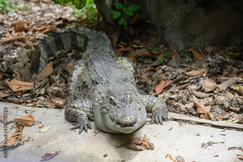 A crocodile who sleeps on the farm