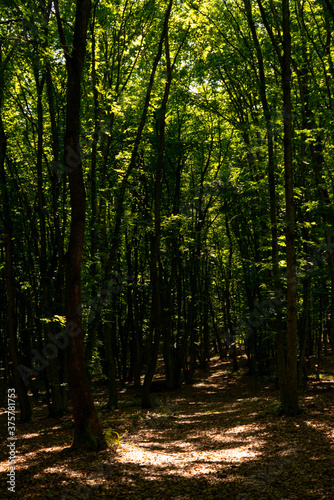 Fototapeta Naklejka Na Ścianę i Meble -  traveling through green forests on a beautiful summer day and admiring the sun's rays passing through the leaves