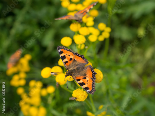 orange butterflies on tansy flowers