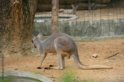 kangaroo in the Thai Zoo