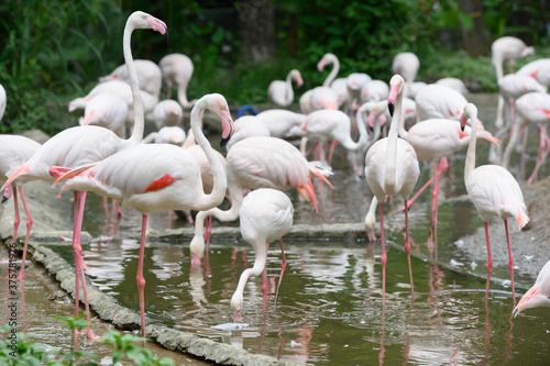 Flamingo in Thailand Zoo