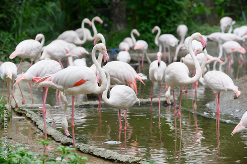 Flamingo in Thailand Zoo
