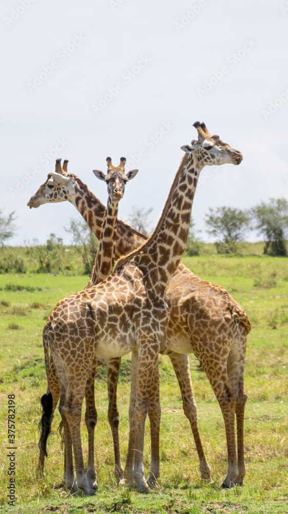 Trio of giraffes in Masai Mara national park Trio of giraffes in Masai Mara national park