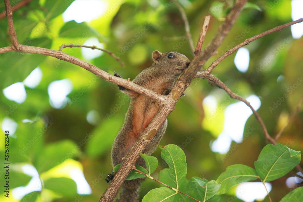 A squirrel climbing a tree in the garden A squirrel climbing a tree in the garden