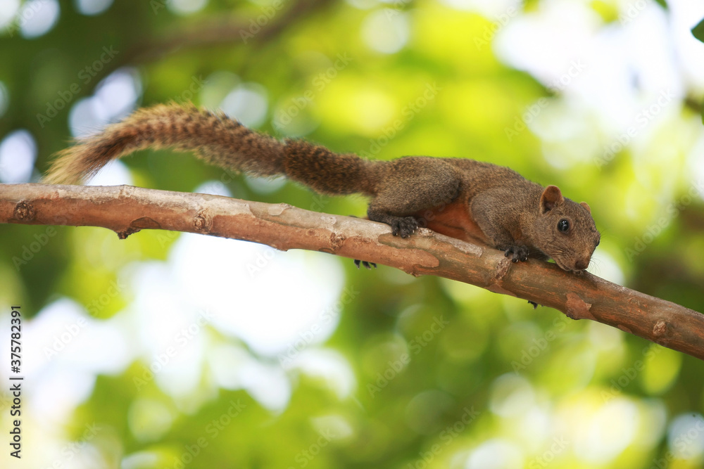 A squirrel climbing a tree in the garden A squirrel climbing a tree in the garden