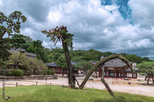 Live and Death- Lightning stroke divided a tree into two - Changgyeonggung Palace, Seoul Korea