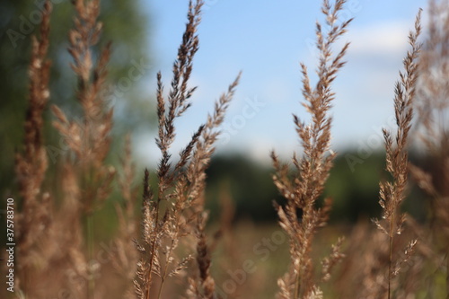 Ripe ears of grass on a blurred background