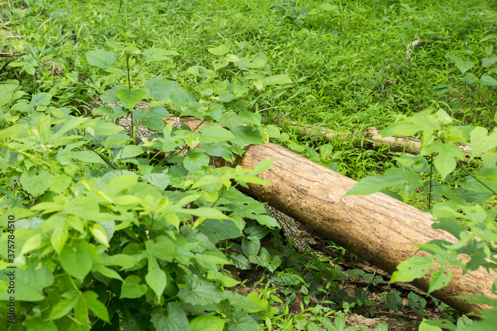 fallen tree in the tropical forest fallen tree in the tropical forest