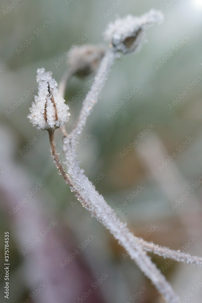 Herbs and flowers in the frost. Frost on the grass.Winter beautiful natural plant background in cold Gray tones.November and December. Late Autumn. Winter time Herbs and flowers in the frost. Frost on the grass.Winter beautiful natural plant background in cold Gray tones.November and December. Late Autumn. Winter time