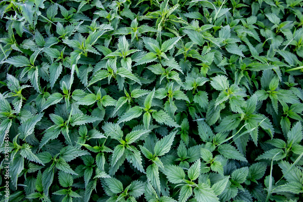A plant nettle. Nettle with green leaves against background. A plant nettle. Nettle with green leaves against background.
