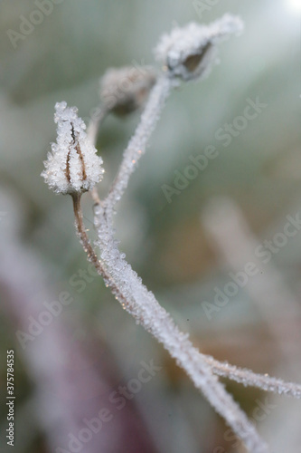 Herbs and  flowers  in the frost. Frost on the grass.Winter beautiful natural plant background in cold  Gray tones.November and December. Late Autumn. Winter time  © Yuliya