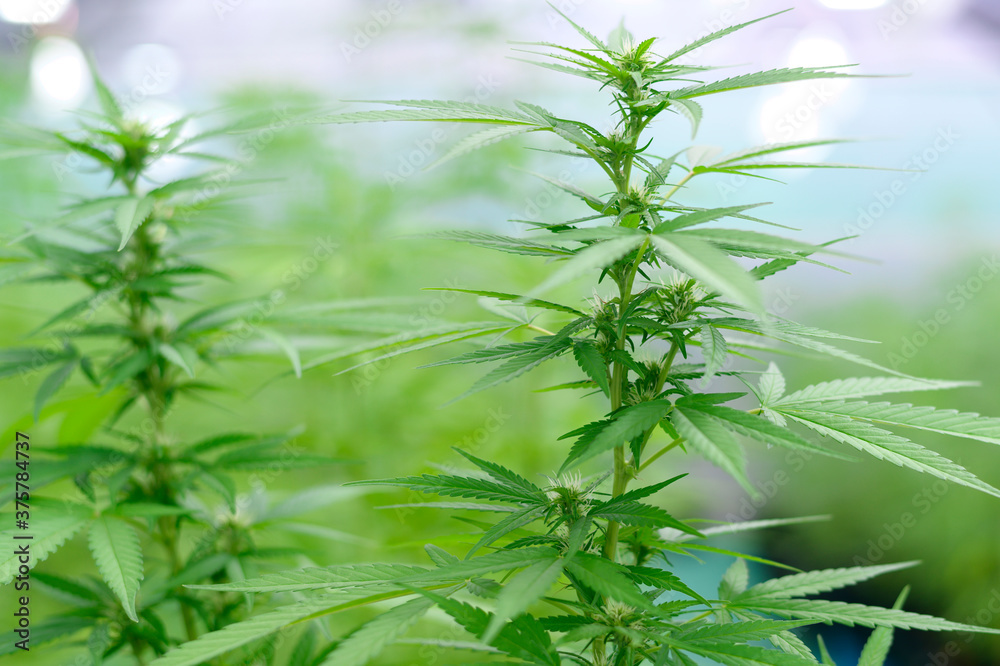 Cannabis sativa plant growing on a hemp farm, medical and biology concept Cannabis sativa plant growing on a hemp farm, medical and biology concept