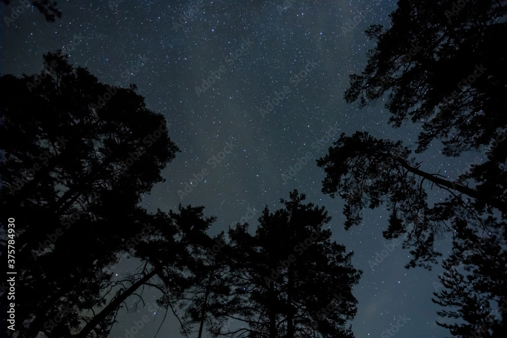 Fototapeta premium forest silhouette under starry sky with milky way, beautiful night outdoor background