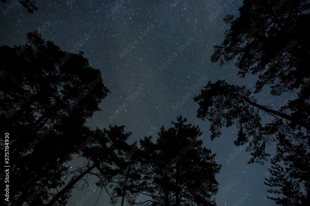 forest silhouette under starry sky with milky way, beautiful night outdoor background