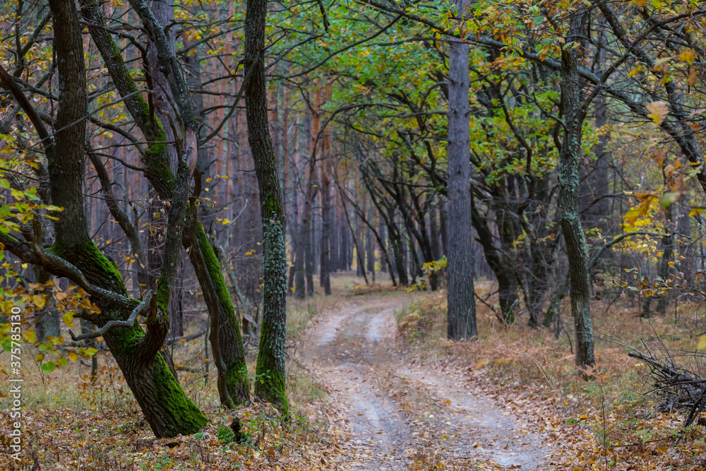 Fototapeta premium ground road through quiet autumn forest, outdoor natural background