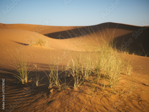 Grass growing in the desert photo