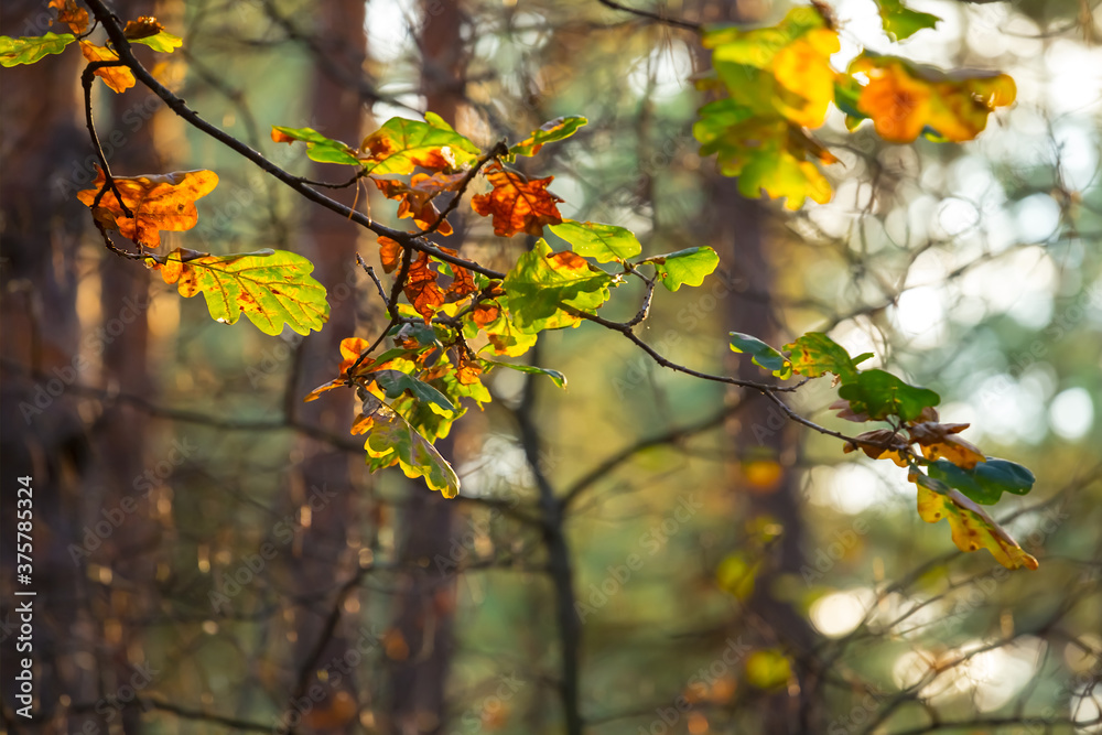 closeup red autumn oak tree branch in a forest, seasonal natural background closeup red autumn oak tree branch in a forest, seasonal natural background