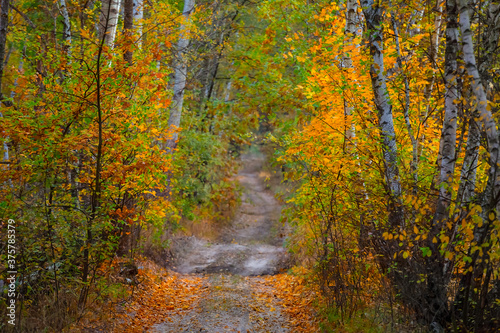 ground road through quiet autumn birch forest, outdoor natural background