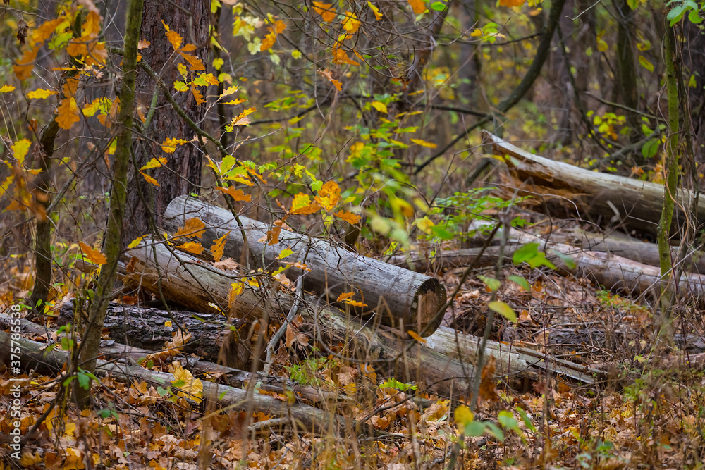 Fototapeta premium pile of pine tree trunk lie in a forest, outdoor lumber background
